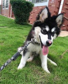 送赞雪橇犬,赞颂冬日里的忠诚使者